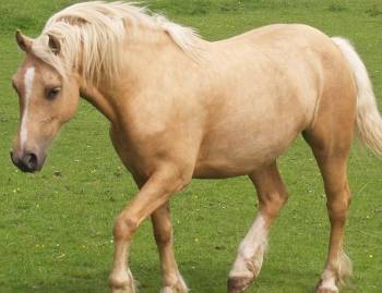 welsh-mt-palomino-mare (350x269).jpg