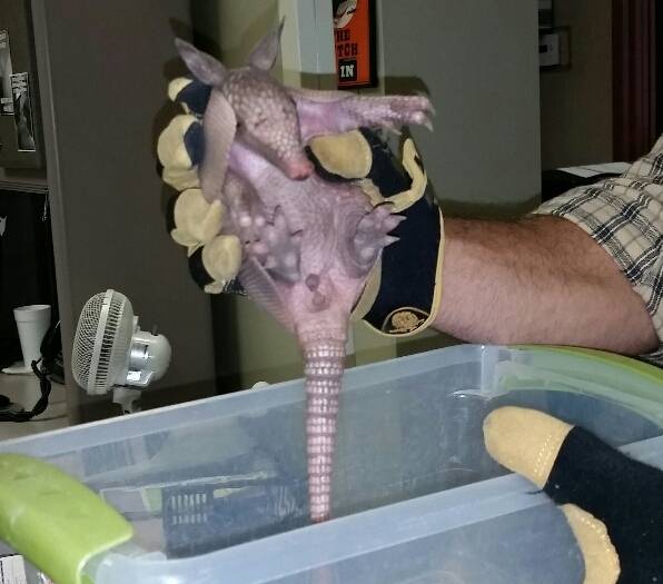armadillo.jpg