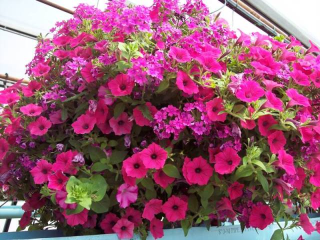 Petunia_Basket_2.JPG