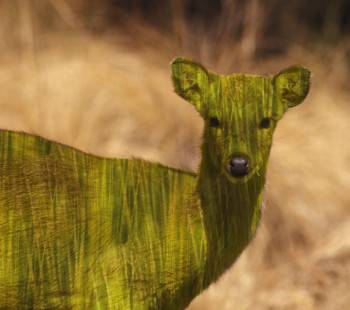 deer.jpg
