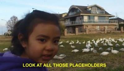 chickens.jpg