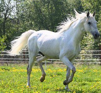 white-horse-zig-zag_372559.jpg