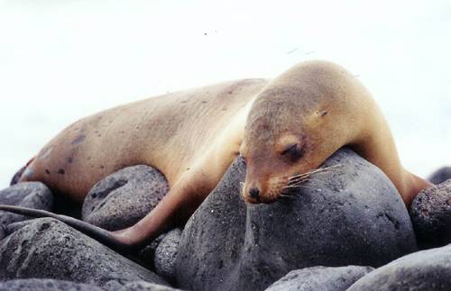 SleepingSeaLion2.jpg