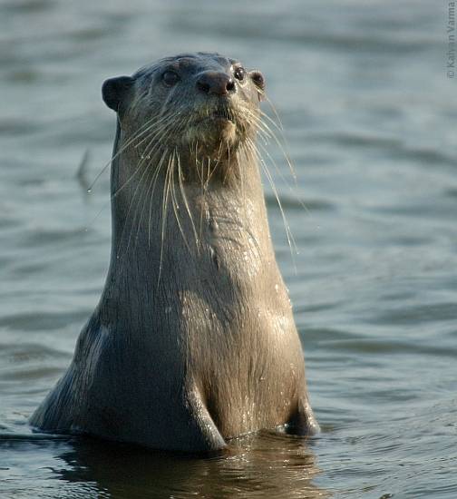 otter-8595.jpg