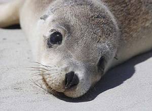 australian_sea_lion.jpg