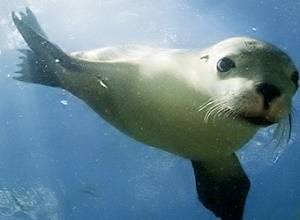 Sea_lions_the_bends.jpg
