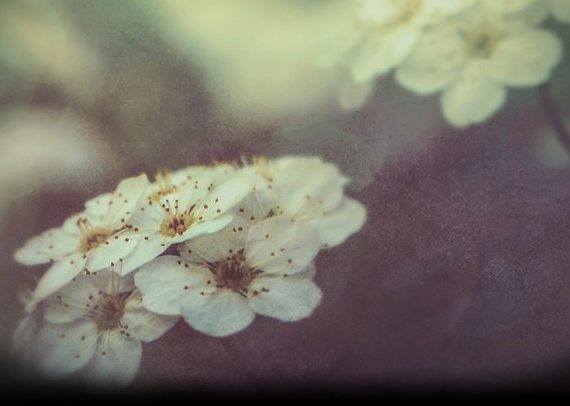 dramatic_white_by_syinthetic-d7iwjlh.png