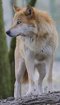 BlondeWolf copy.jpg