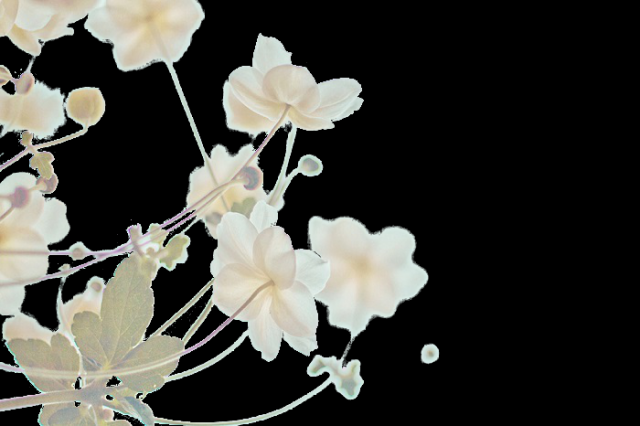 delicate blooms cut2.png