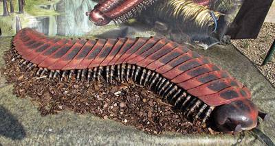 GIANTPEDE.jpg