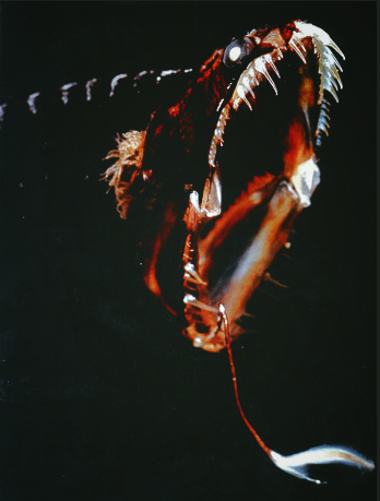 download (4).png