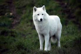 whitewolfsnowpicindex.jpg