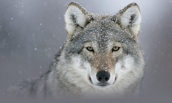 wolf png.png