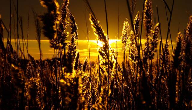 grassbg2.jpg