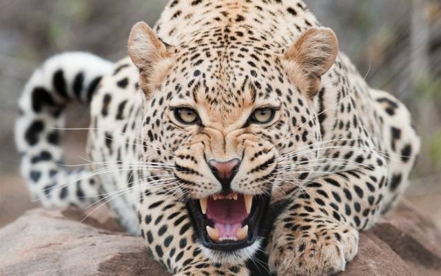 snow-leopard-02.jpg