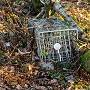 18420570-non-lethal-or-humane-steel-animal-trap-used-to-catch-small-mammals-for-tagging-or-relocation-Stock-Photo.jpg