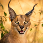 caracal.png