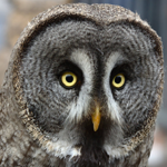 grey owl.png