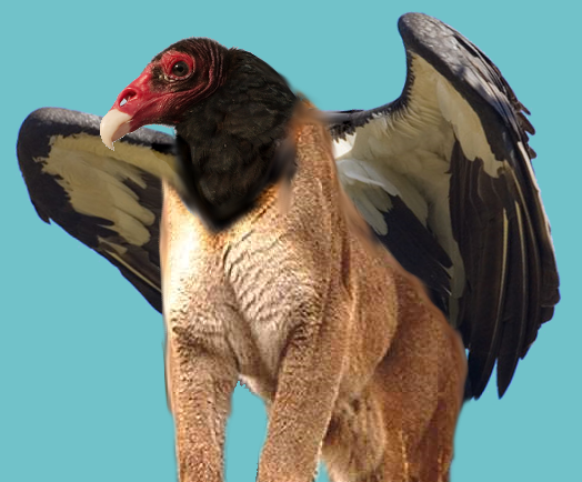 harpy.png