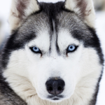 dog111.png