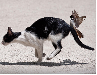 Bird on cat.png