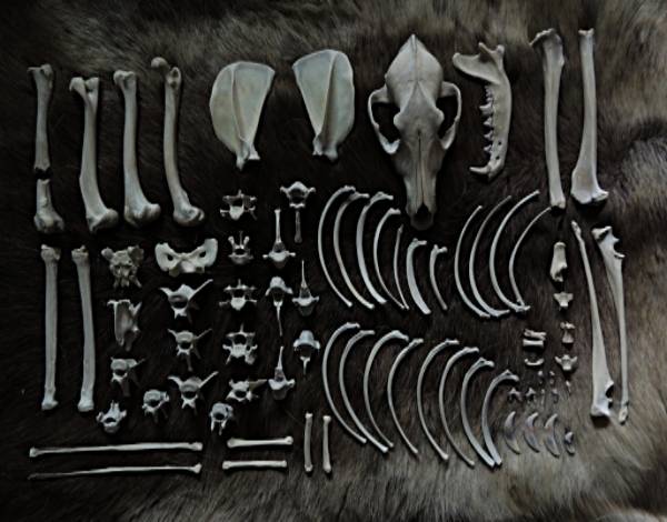 coyote fur and bones.jpg