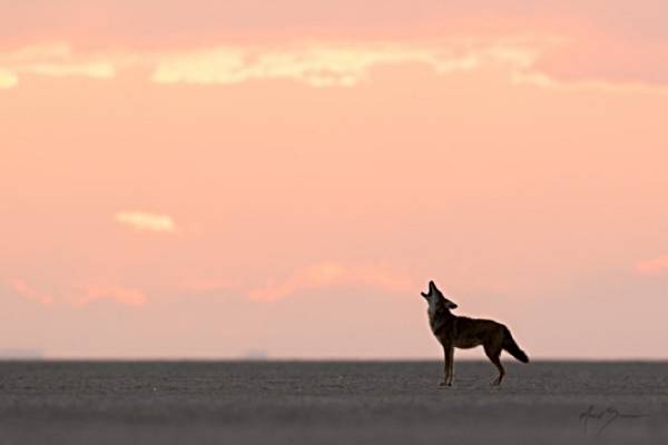 pink sky coyote howl.jpg