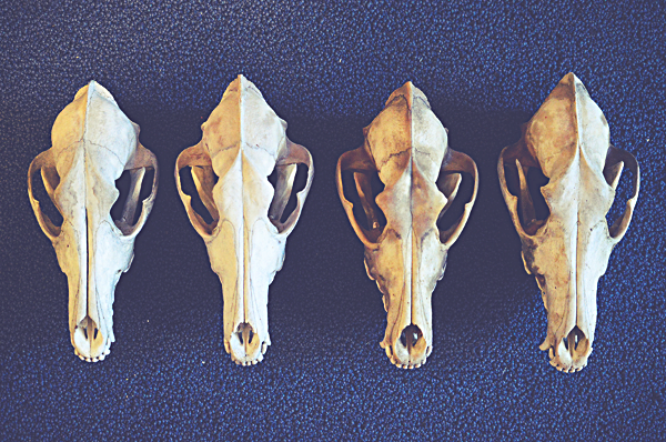 four coyote skulls.png