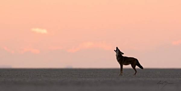 pink sky coyote howl short.jpg