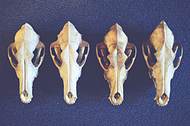 four coyote skulls new size.png