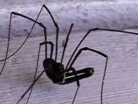 rsz_gruubar_male--_harvestman.jpg