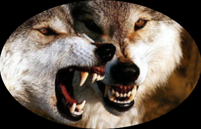 wolf.png