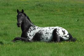 mizflinthorseindex.jpg