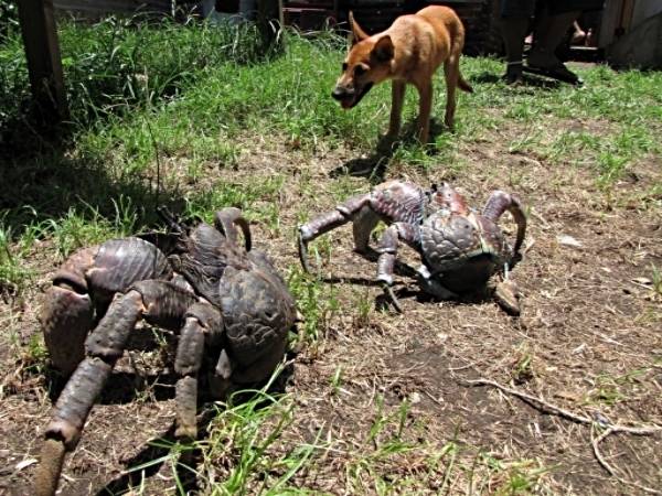 coconut crab.jpg