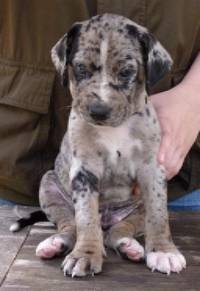 pup most grey with some white.jpg
