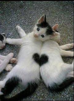 kittens.jpg