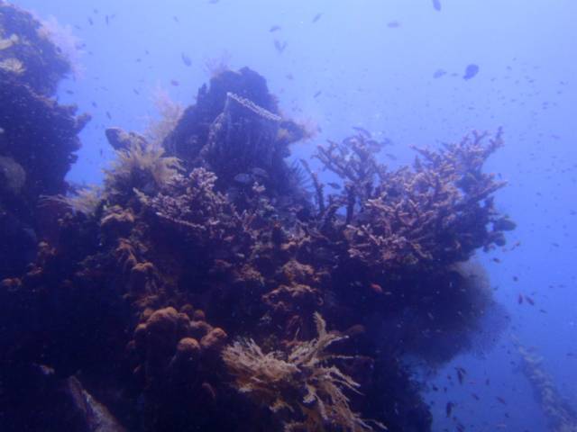 widowmaker reef.jpg