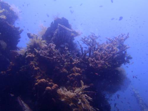 widowmaker reef.jpg