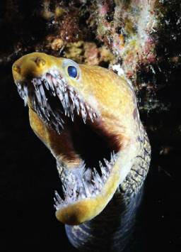 Sea wolf.jpg