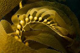 Diver kelp.jpg