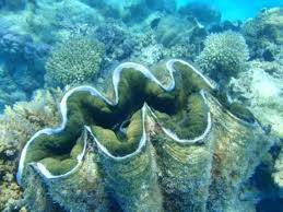 Giant clam.jpg