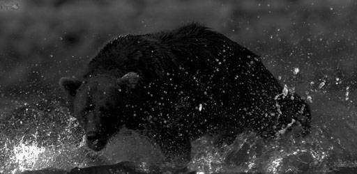 bear.jpg