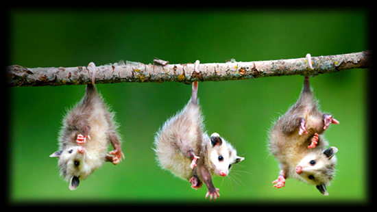 oppossum.png