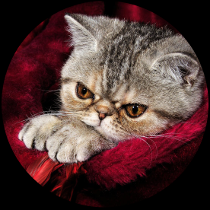 squashcat.png