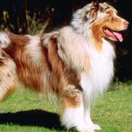 shepdog.png