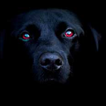 shaddog.png