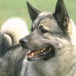 luvdog.png