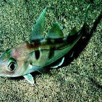 haddock01-200x200.jpg