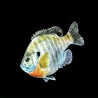 BlueGillDVD-200x200.jpg