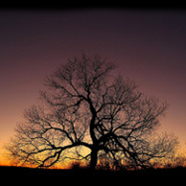 tree.png